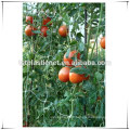 Tomate Trellis Netting (estabilizado a UV)